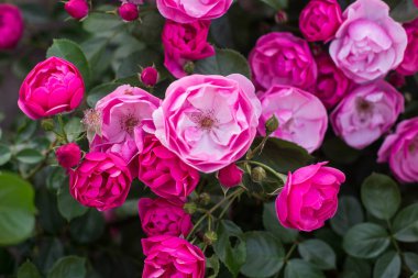 Botanik bahçesinde güller çiçeklenme 