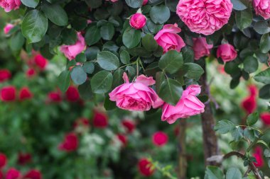 Botanik bahçesinde güller çiçeklenme 