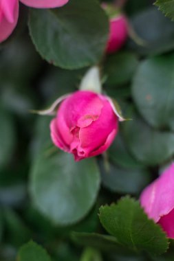 Botanik bahçesinde güller çiçeklenme 