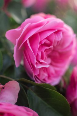 Botanik bahçesinde güller çiçeklenme 