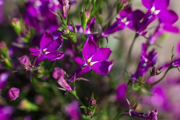 17 Haziran, Ukrayna, Kiev. Nn Grishko adını Ulusal Botanik Bahçesi'nde çiçekli gül bir sergi. Fotoğrafta - bilinmeyen küçük çiçekli mor bitki.