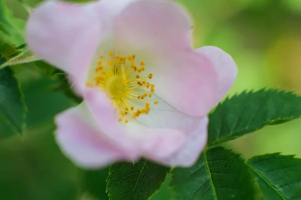 Června Ukrajina Kyjev Kvetoucí Jasmíní Květy Národní Botanické Zahradě Griško — Stock fotografie