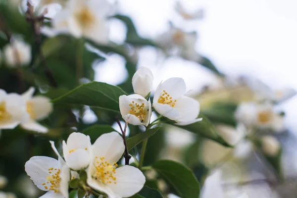 Giugno Ucraina Kiev Fiori Gelsomino Fiore Nell Orto Botanico Nazionale — Foto Stock