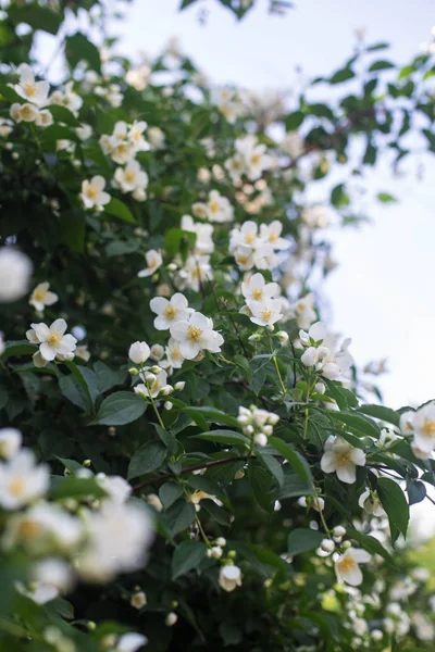 Junio Ucrania Kiev Flores Jazmín Florecientes Jardín Botánico Nacional Grishko —  Fotos de Stock