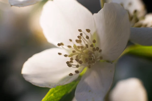 Giugno Ucraina Kiev Fiori Gelsomino Fiore Nell Orto Botanico Nazionale — Foto Stock