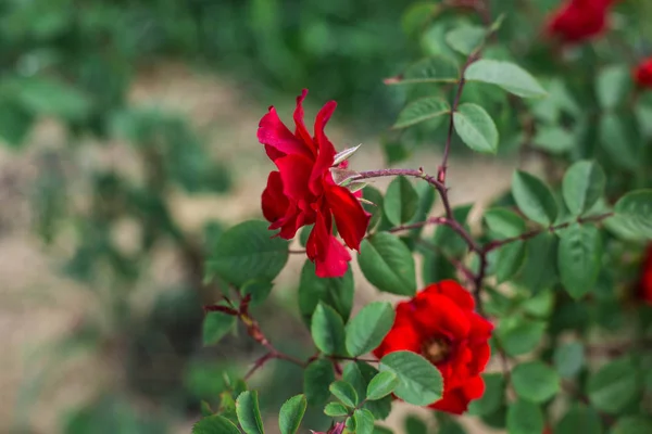 Цветущие розы в ботаническом саду — стоковое фото