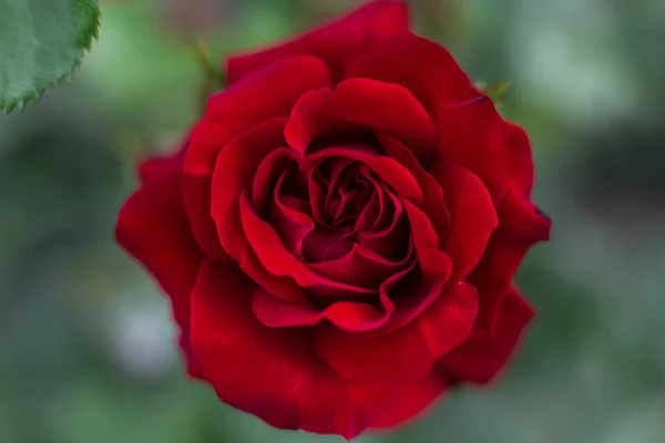 Blommande rosor i botaniska trädgården — Stockfoto