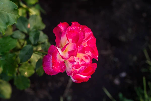 June Ukraine Kiev Exhibition Flowering Roses National Botanical Garden Named — Stock Photo, Image