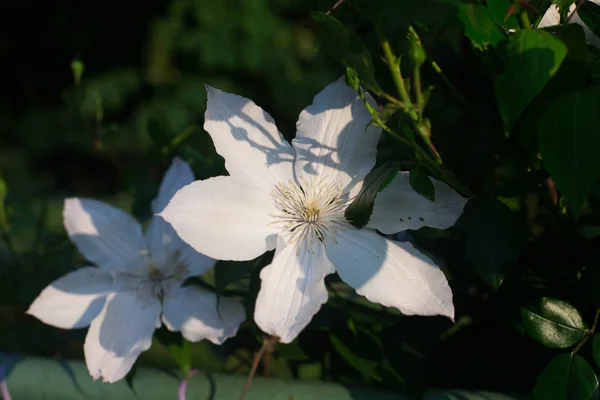 Června Ukrajina Kyjev Výstava Kvetoucích Růží Národní Botanické Zahradě Pojmenovaná — Stock fotografie