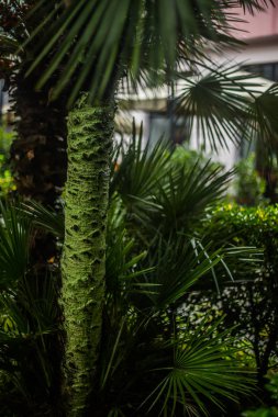 Georgia 'da bilinmeyen fabrika