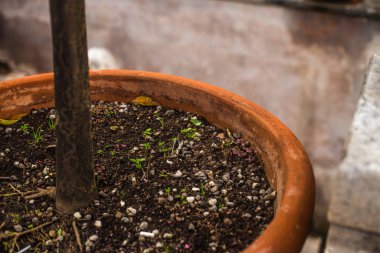 Ağaç gövdesi olan saksı toprağı.