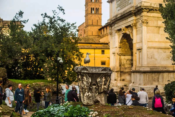 Italy Rome December 2019 Ruins Roman Forum — Stock Photo, Image