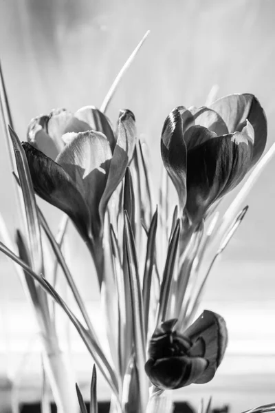 Le crocus noir et blanc — Photo
