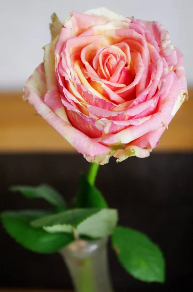 The pink striped rose