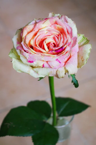Рожева смугаста троянда — стокове фото