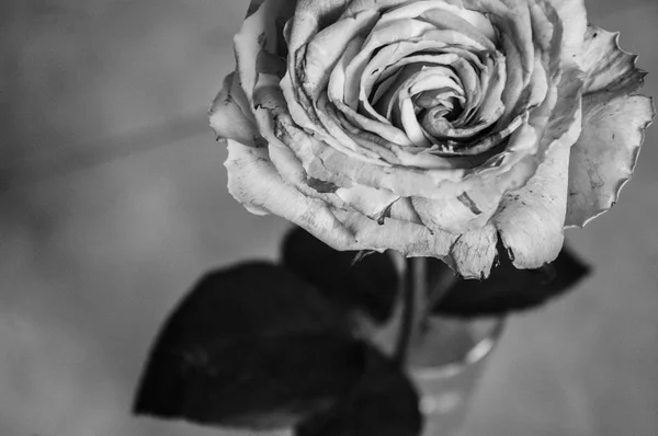 Die schwarze und weiße Rose — Stockfoto
