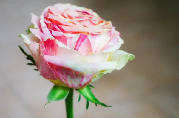 Die rosa gestreifte Rose — Stockfoto