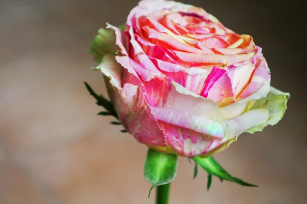 The pink striped rose