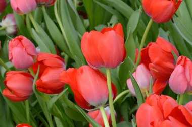 renkli Lale. Bahar, renkli şükreden laleler