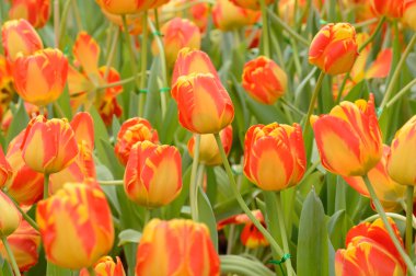 renkli Lale. Bahar, renkli şükreden laleler