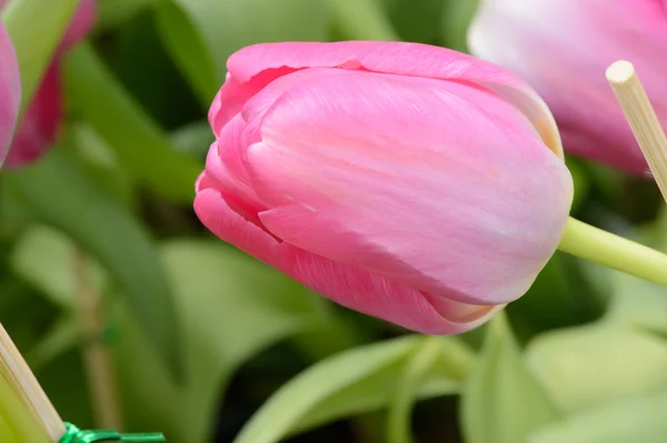 Bunte Tulpen. Tulpen im Frühling, bunte Tüll — Stockfoto