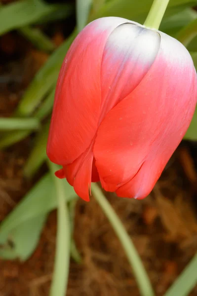 Красочные тюльпаны. тюльпаны весной, красочные тули — стоковое фото