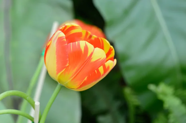 Bunte Tulpen. Tulpen im Frühling, bunte Tüll — Stockfoto