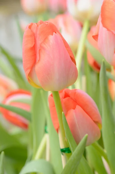 Colorful tulips. tulips in spring,colourful tuli — Stock Photo, Image