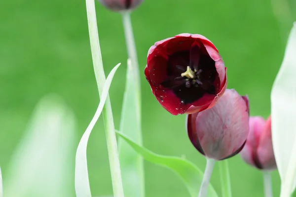 Bunte Tulpen. Tulpen im Frühling, bunte Tüll — Stockfoto