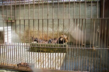 Hayvanat bahçesi kafesinde suyun altındaki kahverengi ayı. Avcı parmaklıklar ardında.