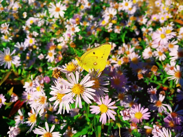 Kupu-kupu kuning pada bunga — Stok Foto