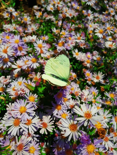 Pieris Rapae butterfly — Stock Photo, Image