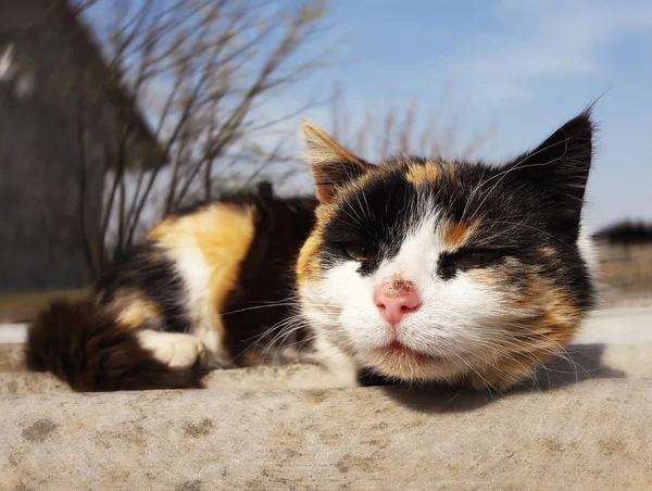 Meraklı Benekli kedi — Stok fotoğraf