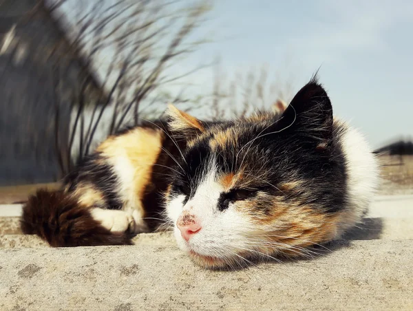 Üzgün Benekli kedi — Stok fotoğraf