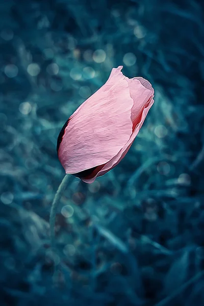 Roze papaverteelt bloem — Stockfoto