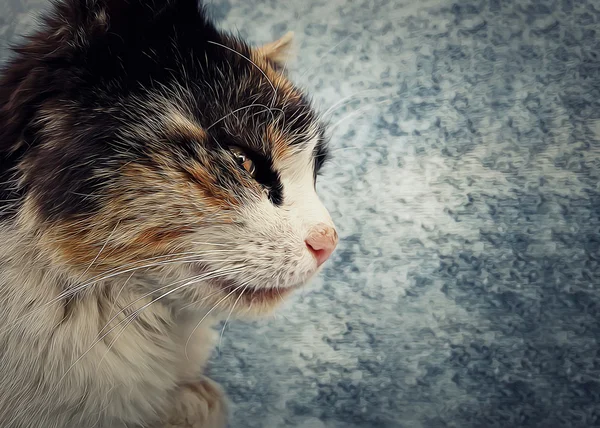 비 열 한 얼룩된 고양이 — 스톡 사진