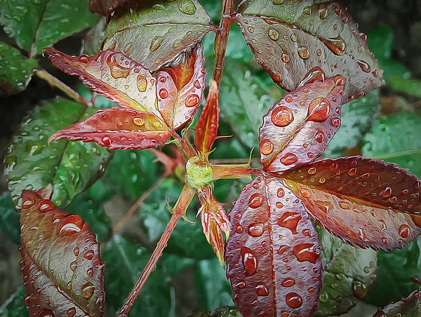 Rosa después de la lluvia —  Fotos de Stock