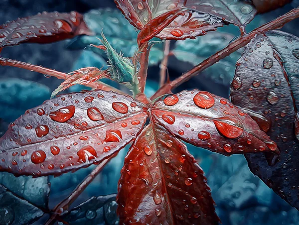 Rosa después de la lluvia —  Fotos de Stock