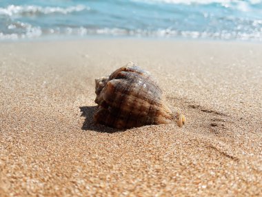 whelk at the sea