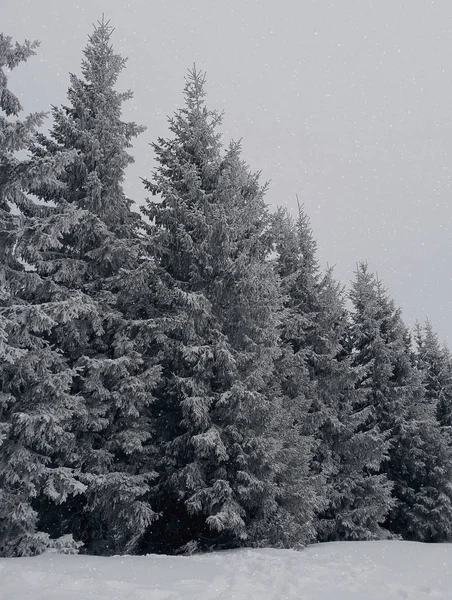 Snowy wysokie jodły — Zdjęcie stockowe