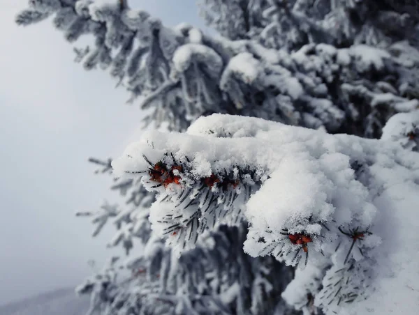 Pine tak bevroren — Stockfoto