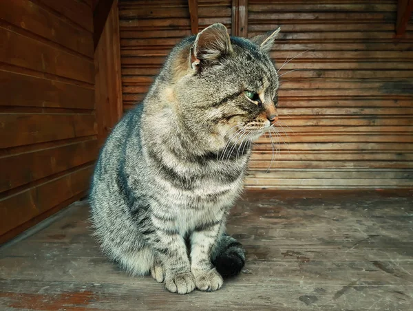 Tembel soyulmuş tomcat — Stok fotoğraf