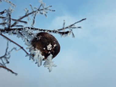 Buzlu meyve şımarık