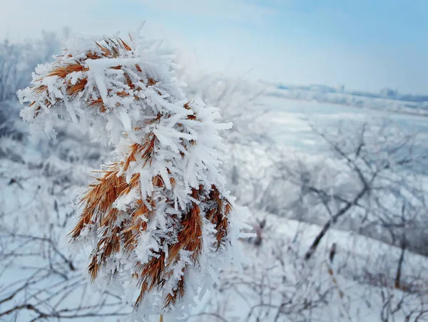 Frosted reed plant — Stockfoto