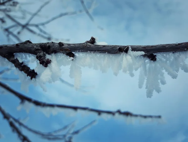 Körsbärsträdet frost — Stockfoto