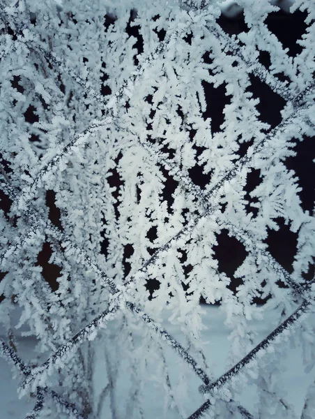 Wire mesh frost — Stockfoto