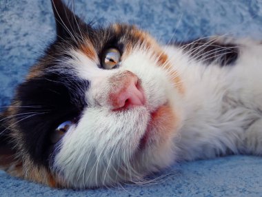 çizgili kedicik döşeme