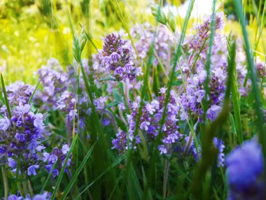 Mavi çiçek çayır