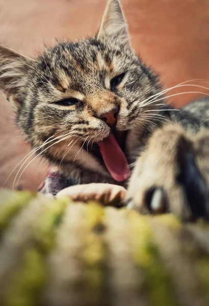 웃고 게으른 고양이, 졸린 야유의 수직 초상화를 닫고 — 스톡 사진