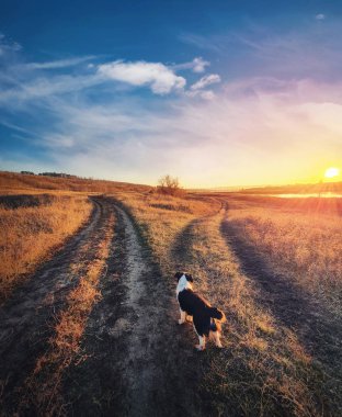 Köpek amacı, dikey çekim. Bölünmüş C 'nin önünde şüpheli bir köpek yavrusu.
